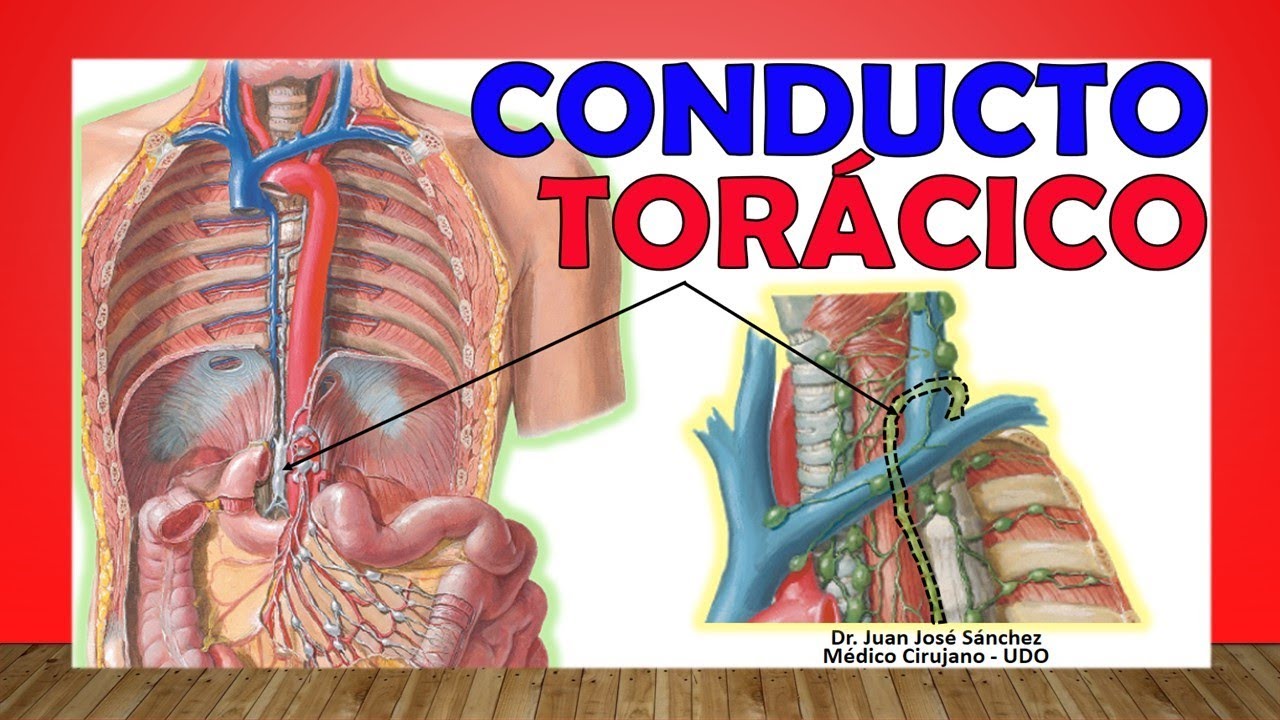 🥇 CONDUCTO LINF&Aacute;TICO TOR&Aacute;CICO. Anatom&iacute;a. &iexcl;F&aacute;cil Explicaci&oacute;n!