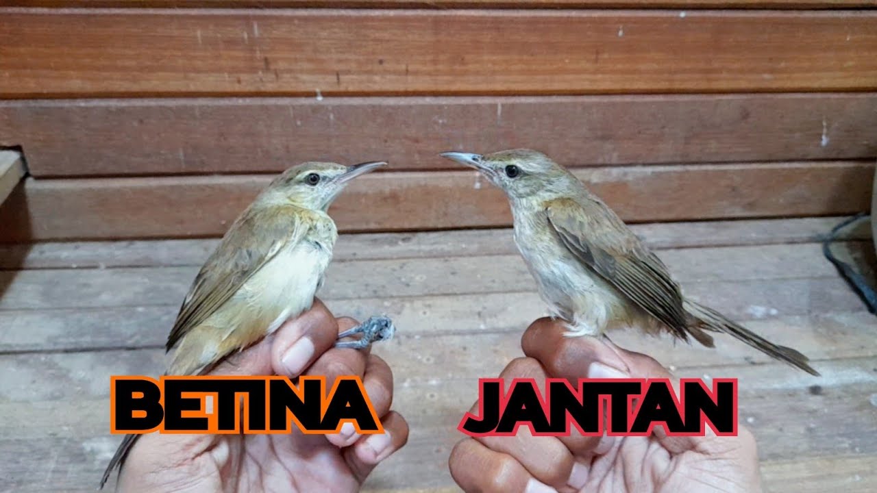 Cara Membedakan Burung Kerak Basi Alis Putih JANTAN dan BETINA❗️❗️❗️