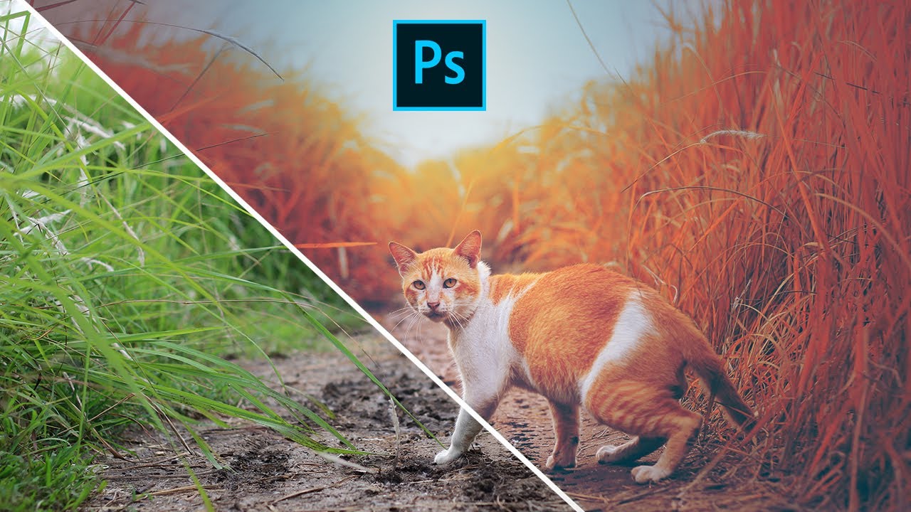 HOW TO CINEMATIC FOR CAT PHOTO COLOR GRADING | ADOBE PHOTOSHOP