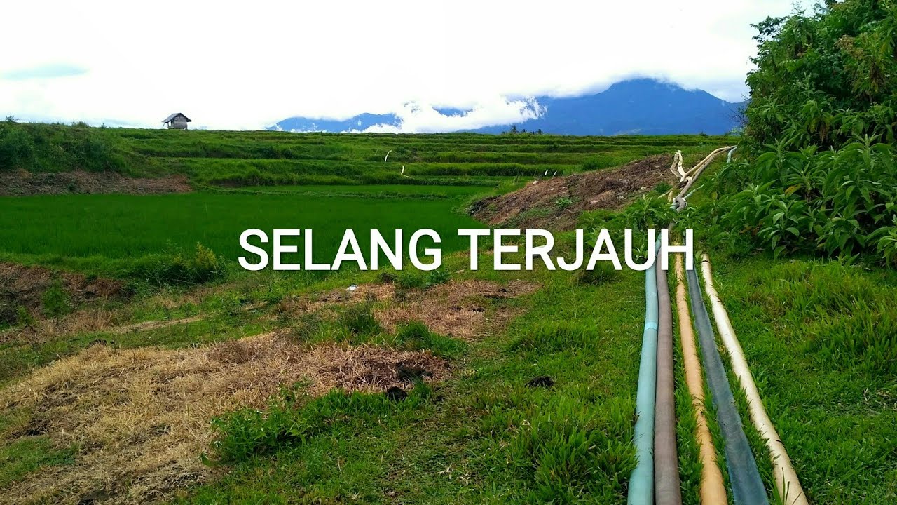 Pompa Air Selang Terpanjang di Sawah Kekeringan | Petani Berbondong - Bondong Aliri Lahan Sawah