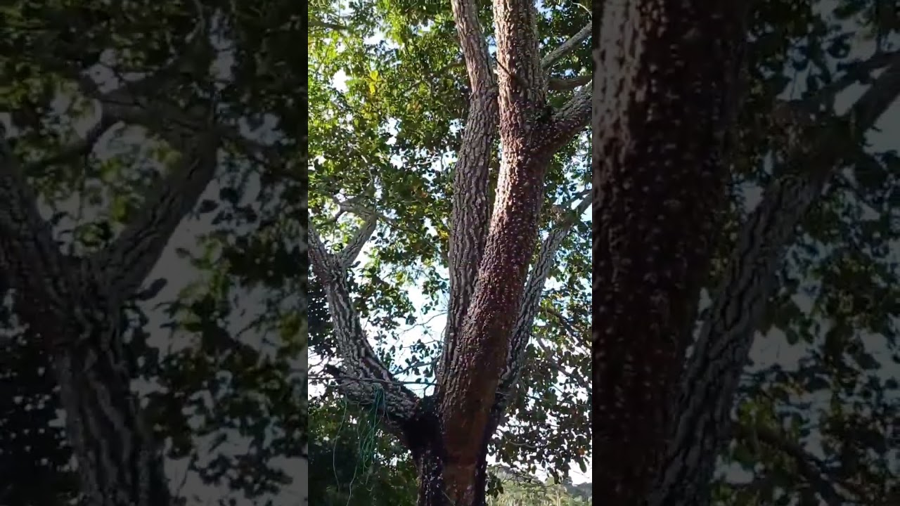P&eacute; de Caj&aacute; Silvestre Produzindo Muito #caja #cajamanga #floresta #amazonia #xapuri #acre