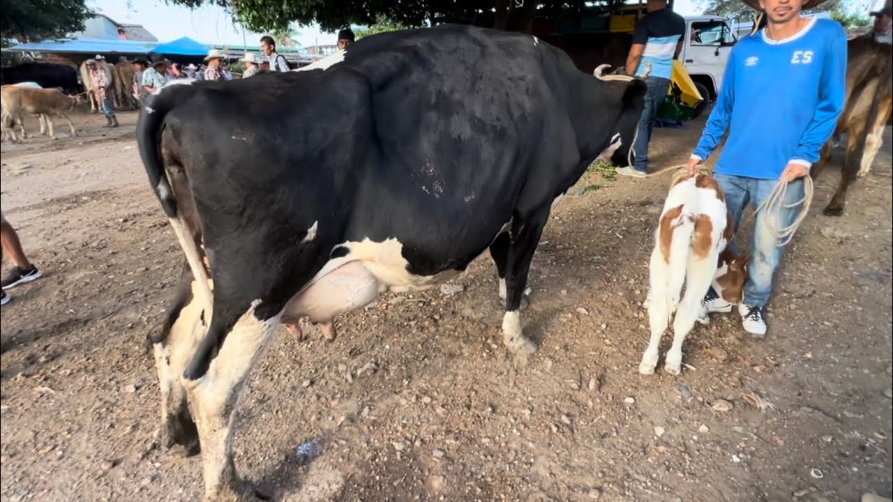 Vacas lecheras de 30 botellas en el tiangue san Rafael cedros