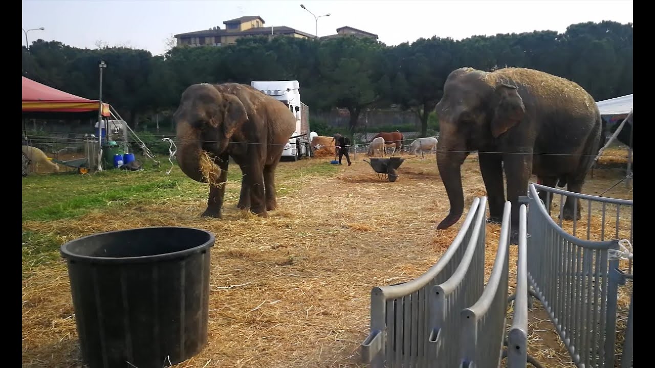 Caltagirone, il Circo ai tempi del Covid-19. Circo Greca Orfei tra solidarietà e mancate esibizioni