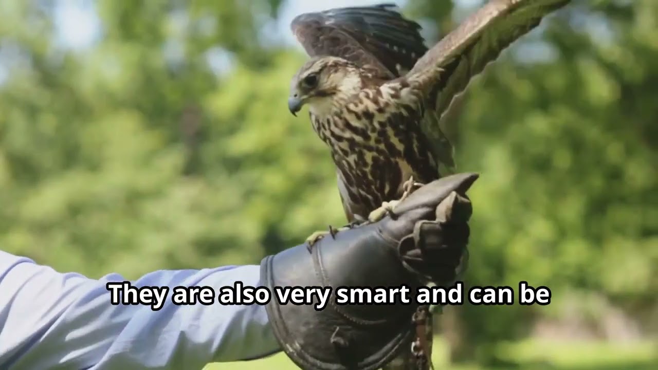 Hawks 101: Fascinating facts!