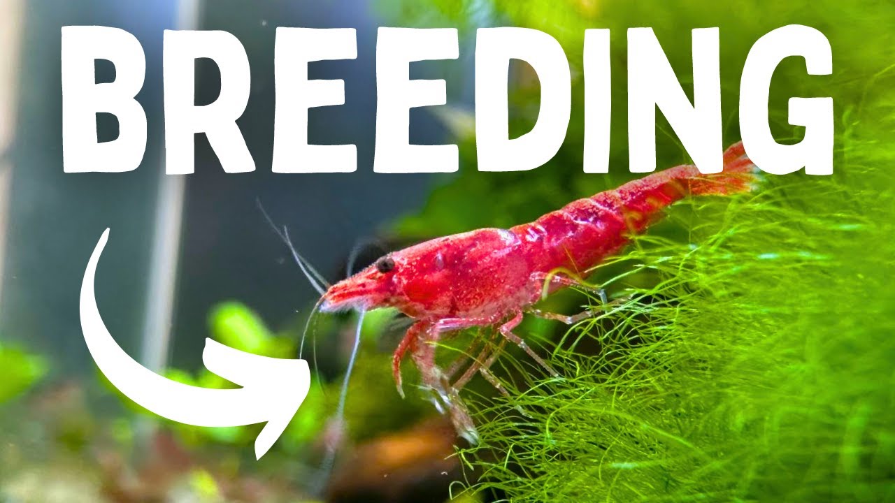 Aquarium Shrimp Breeding: 8 Easy Tips To Breed MORE Shrimp!