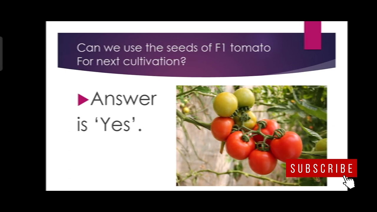 What is F1 Hybrid in tomato and other vegetable crops: Using seeds of F1 Hybrid in Cultivation