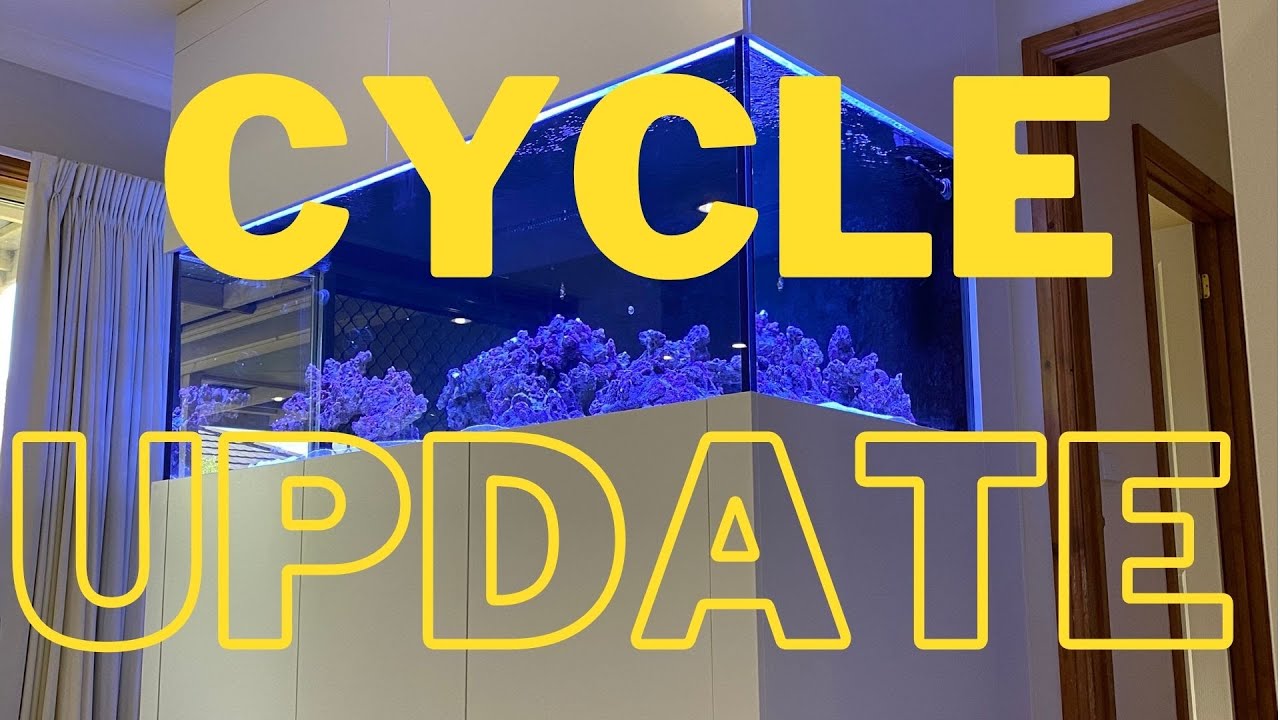 Why I approach tank cycles differently