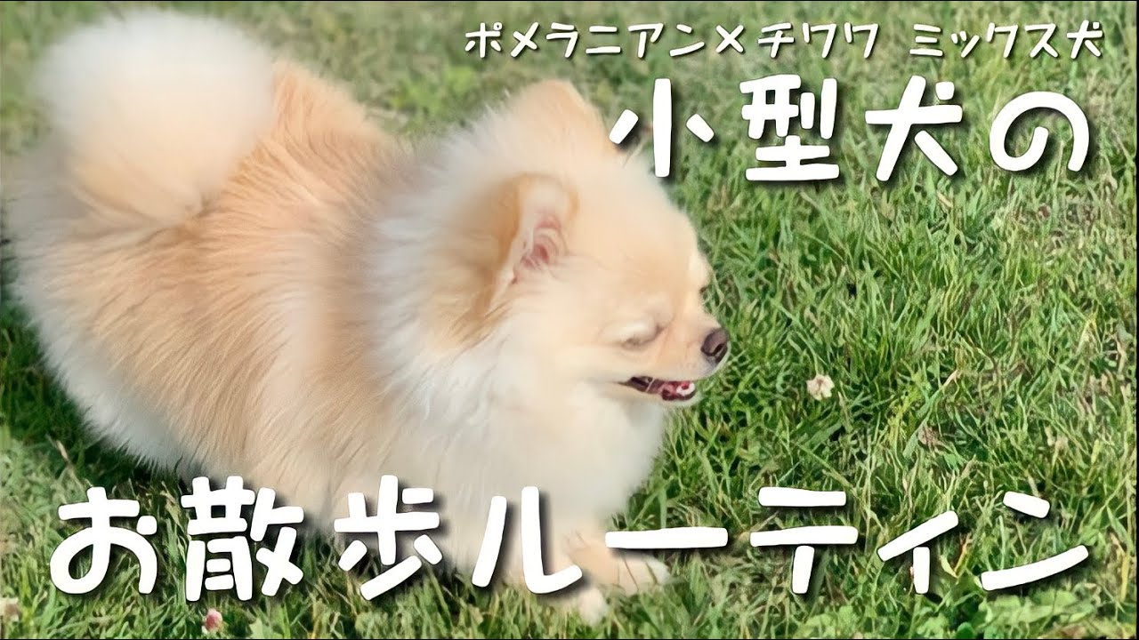 【お散歩ルーティン】もふもふ犬のお散歩の様子を紹介するよ！【ポメチワ】ポメラニアン チワワ ミックス犬 ポメチー チワポメ チワラニアン mix