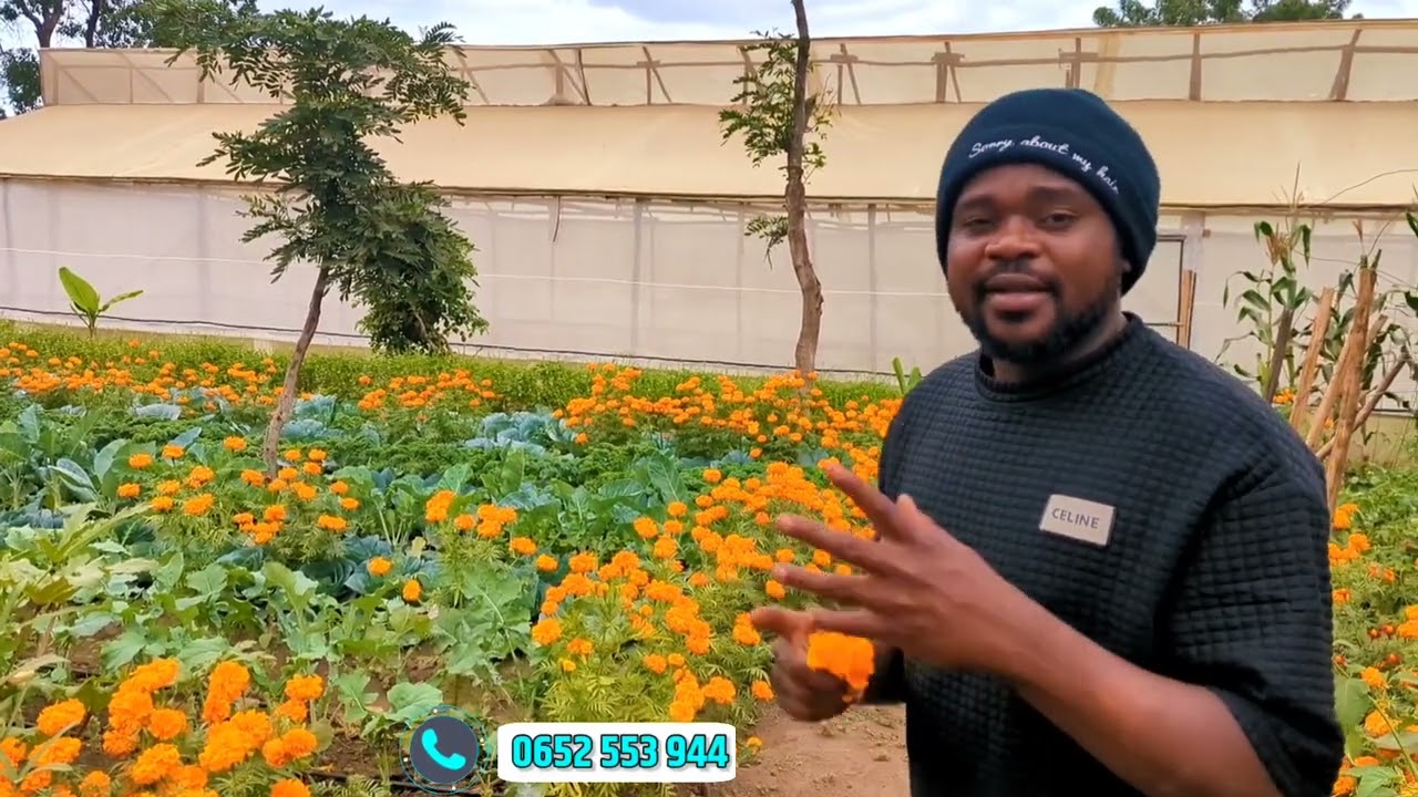KILIMO HALISI | UKILIMA NYANYA PANDA MAUA HAYA YA MIUJIZA, NYANYA ZITAZAA MPAKA UCHANGANYIKIWE
