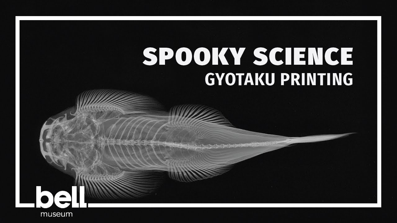 Spooky Science: Gyotaku Printing
