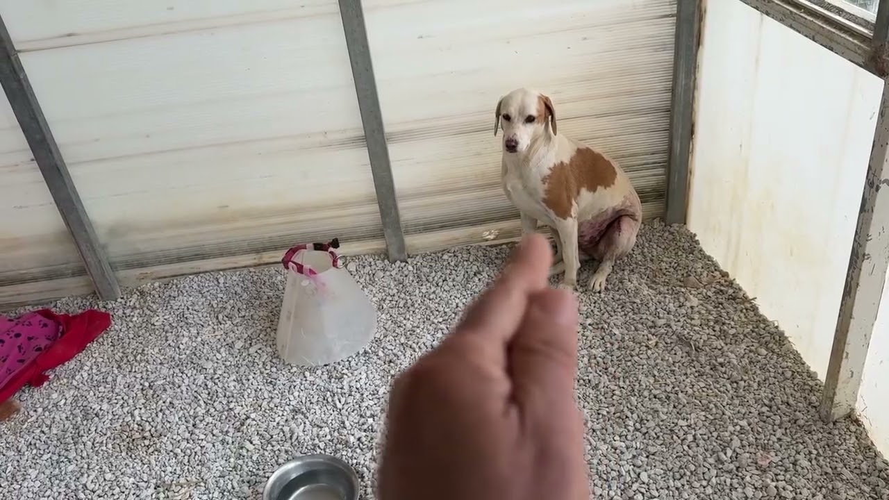 Dotty Is Crying Every Night… Please Think Before You Adopt 💔- Takis Shelter