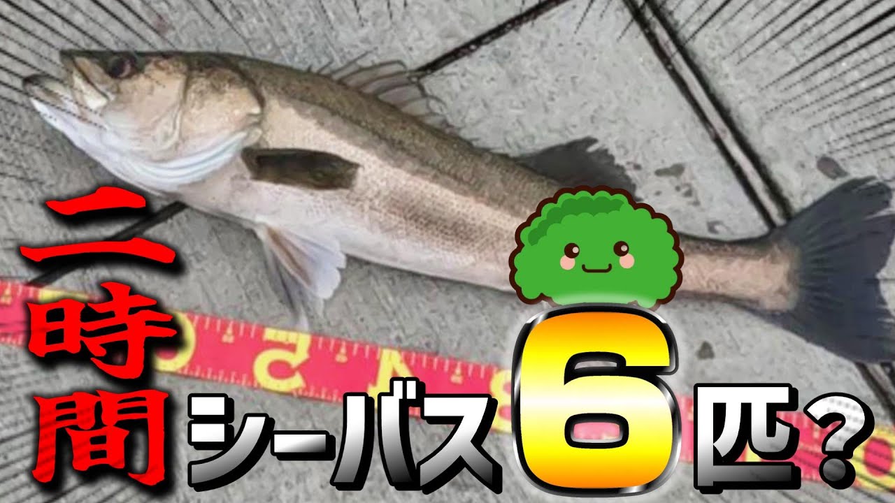 【東扇島西公園】シーバス釣れすぎて休む暇がありません！