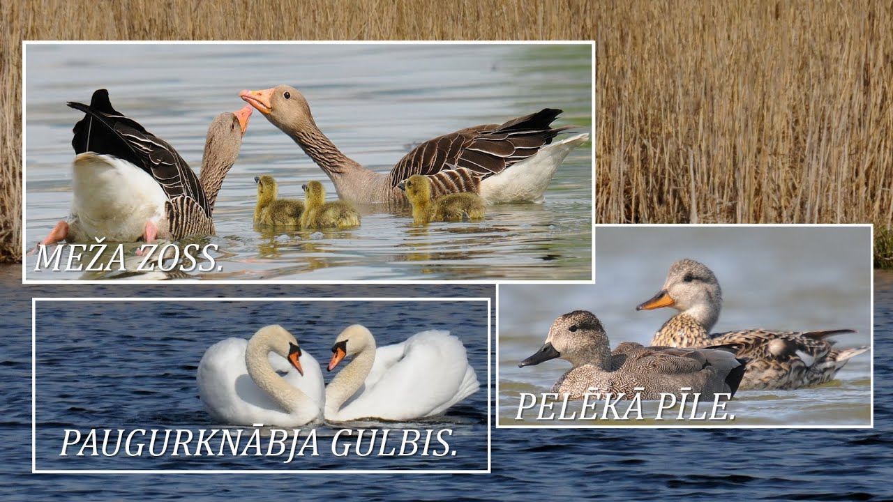 Putni : MEŽA ZOSS / Anser anser /.PELĒKĀ PĪLE / Mareca strepera/. PAUGURKNĀBJA GULBIS /Cygnus olor/.