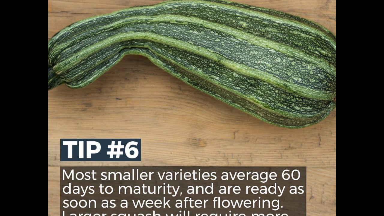 How to Grow Organic Squash & Zucchini from Seed