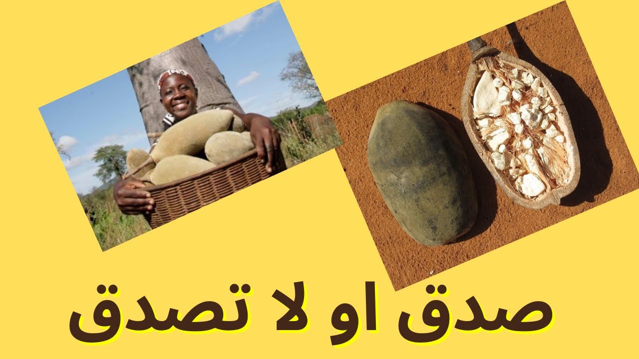 Baobab|التبلدي وعلاقته بالكوليسترول 
#التبلدي وعلاج الكوليسترول#فيتامين_سي#مضادات الاكسده