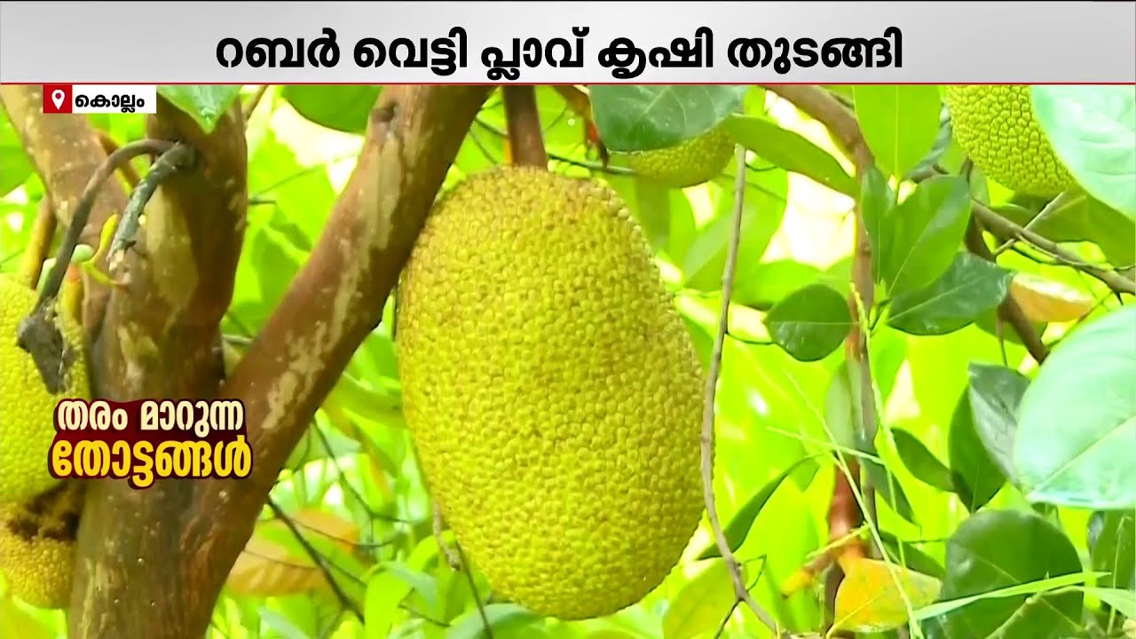 റബര്‍ വെട്ടിമാറ്റി പ്ലാവിന്‍ തോട്ടം നിര്‍മിച്ചു: ഇന്ന് ആളുകള്‍ക്ക് ഇത് ഹാപ്പിനസ് വാലി | Farming