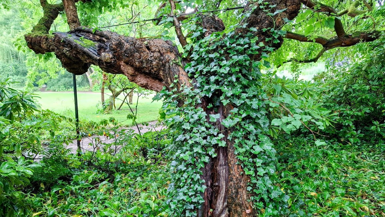 Ancient Black Mulberry (Morus nigra) Tree in Cologne / Germany