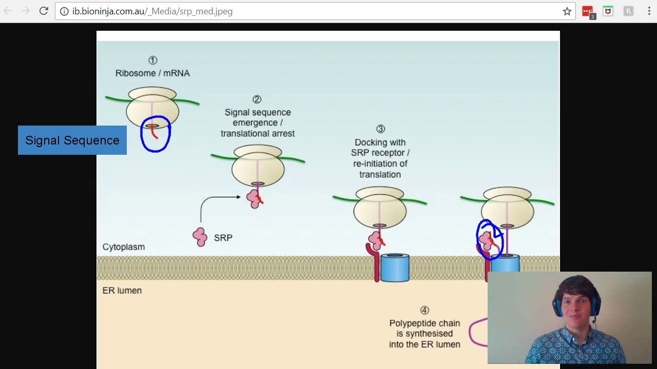 MCAT Question of the Day: Signal Sequence
