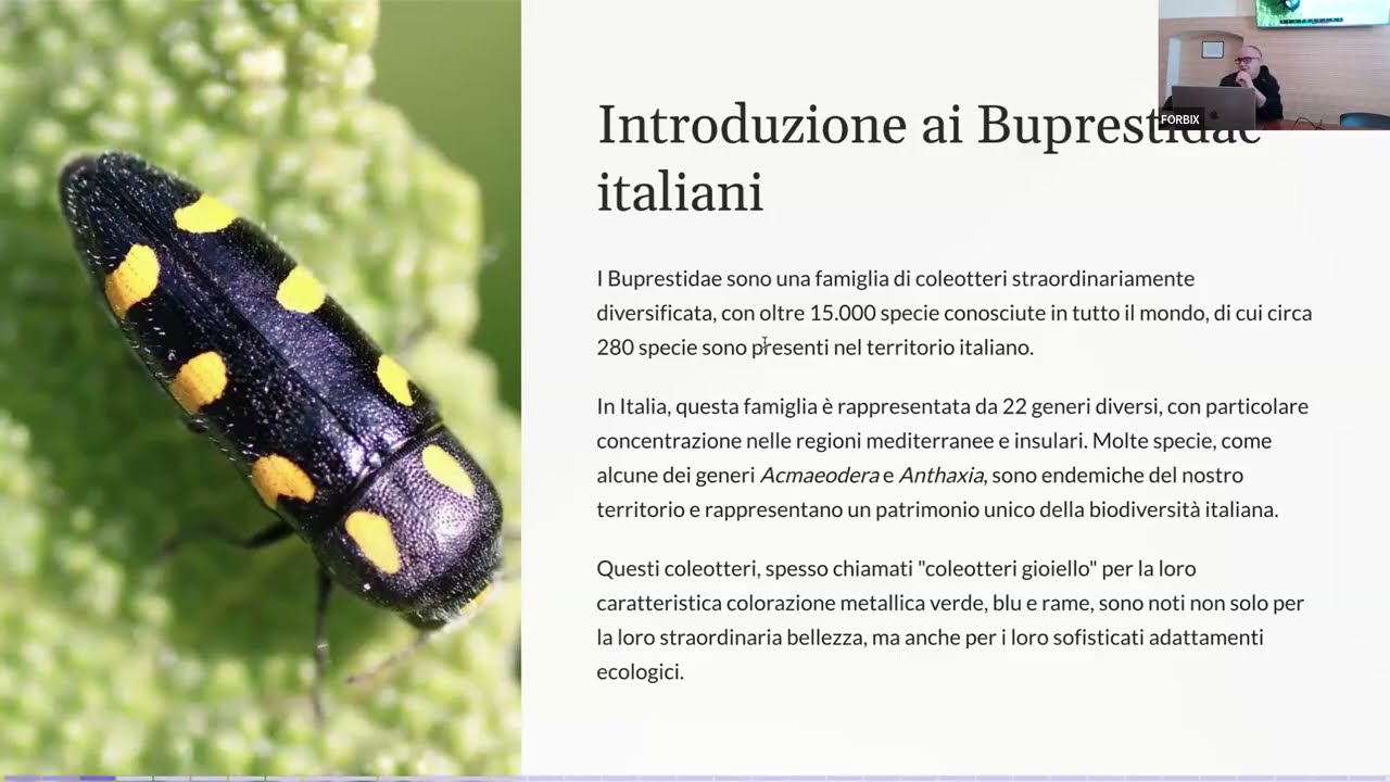 Nuove liste e nuove specie per l’Arcipelago Toscano: i Buprestidi e gli Embiotteri