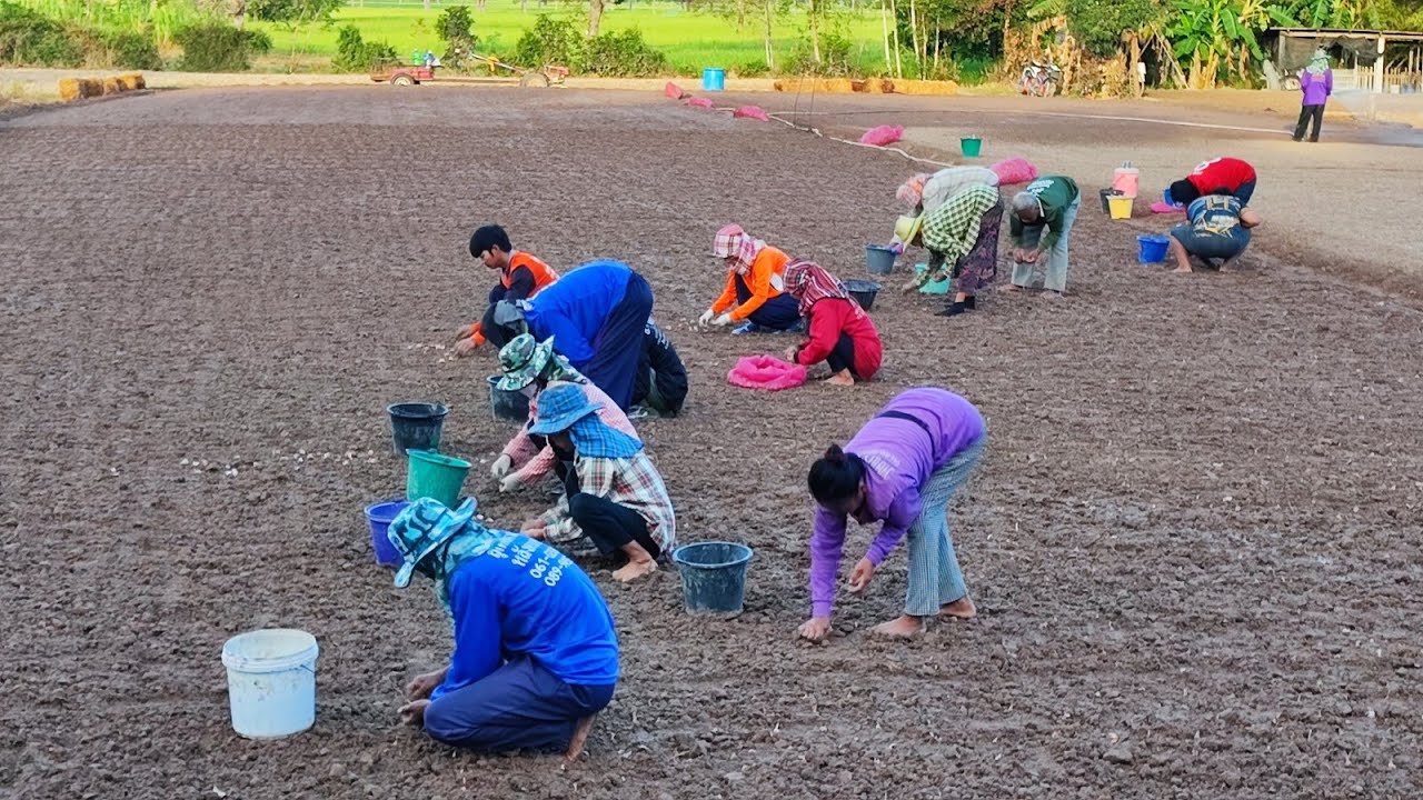 ขั้นตอนการปลูกหอมแดงศรีสะเกษ ที่บ้านคอนกามอำเภอยางชุมน้อยจังหวัดศรีสะเกษ@KwangE-Lee