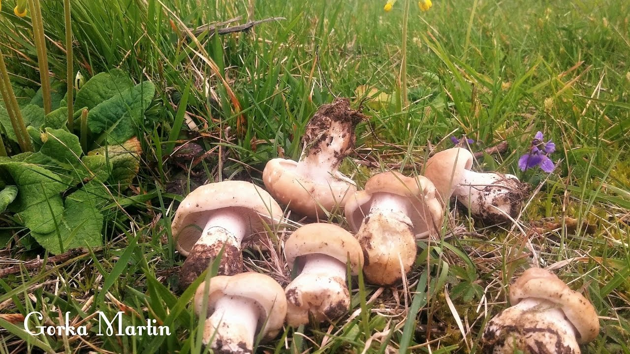 Calocybe Gambosa 22 de marzo 2017 Perretxikos