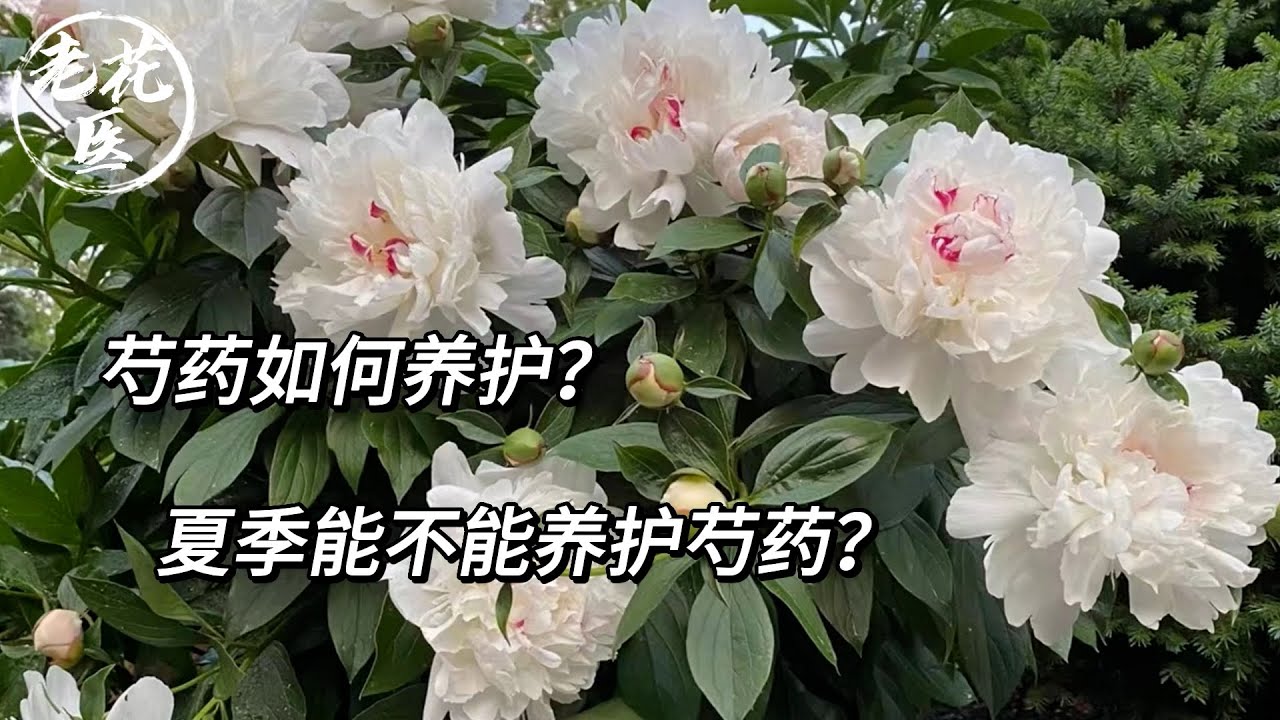 芍药如何养护？夏季能不能养护芍药？/How does peony maintain? Can Summer maintain peony?