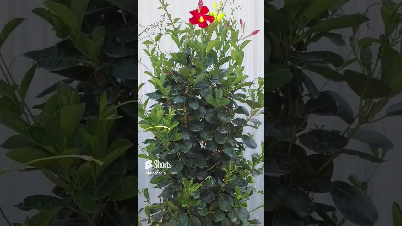 Dipladenia en maceta una enredadera muy bella