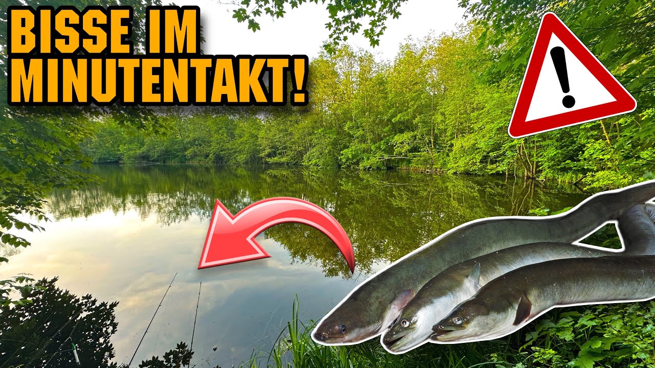 Aal angeln am kleinen See - Erfolgreich viele Aale im Frühsommer fangen 🤯 Tipps & Tricks 2025