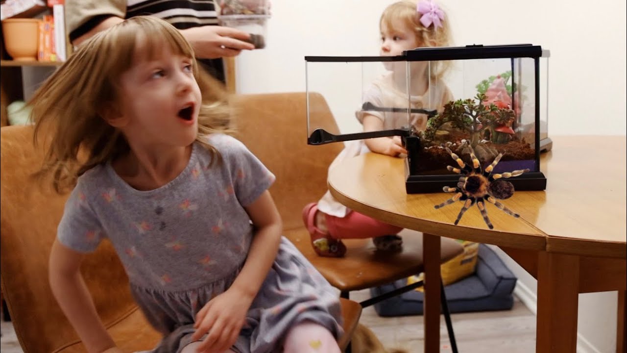 Buying My Daughters A Pet Spider!