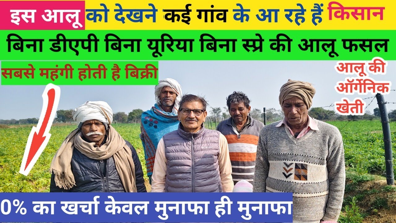 इस आलू को देखने कई गांव के आ रहे हैं किसान 😮//0% का खर्चा मुनाफा ही मुनाफा है//आलू की ऑर्गेनिक खेती