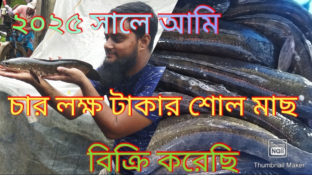 মোস্তাফিজুর এর। 2025 সালে 4 লক্ষ টাকার শোল মাছ বিক্রি করেছেন। এম এ টিভি। দেশি শোল মাছ