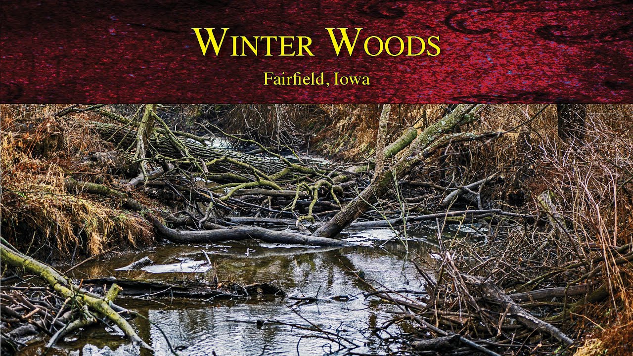 Winter Woods in Fairfield, Iowa
