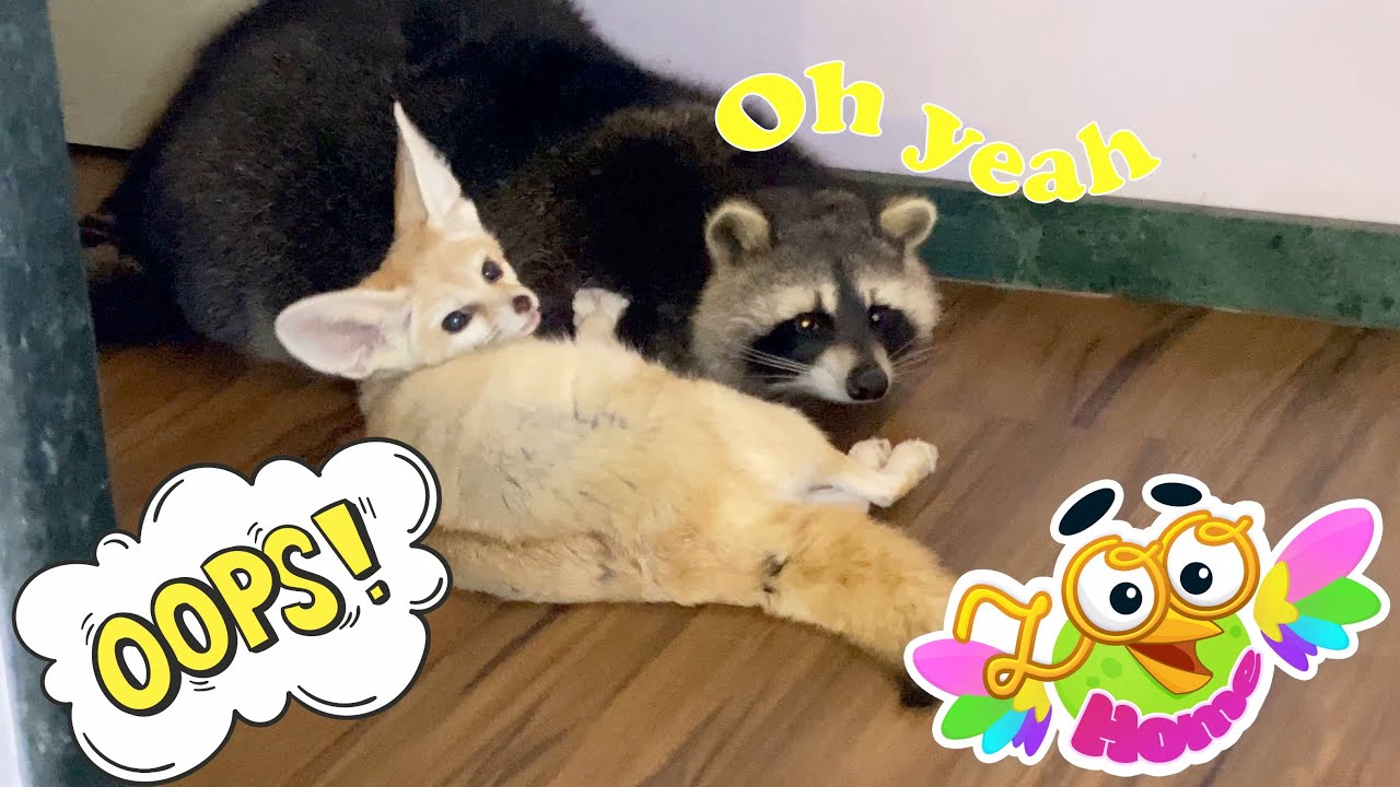 The raccoon turns out to love getting massages especially from the fox.