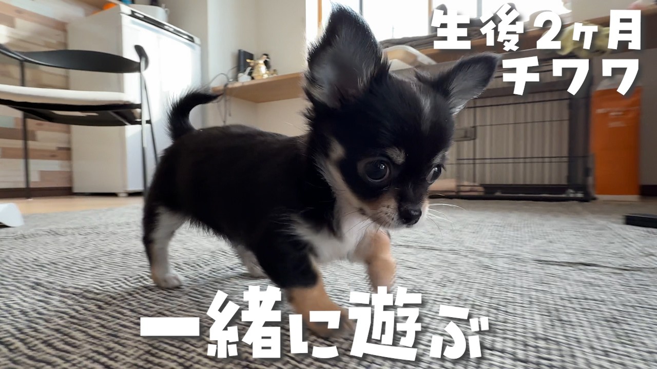 チワワの子犬と抱っこ散歩｜チワワを腕枕できて幸せです