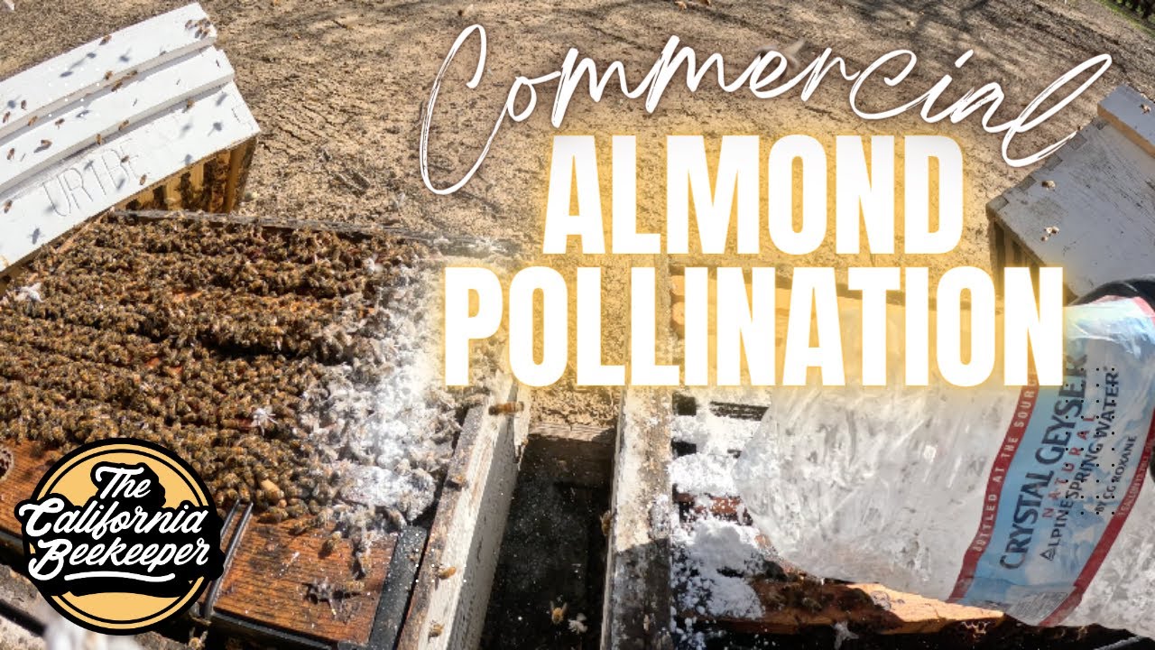 Commercial California Almond Pollination - GRADING, FEEDING, POLLEN, WHAT DO THE BEES LOOK LIKE??