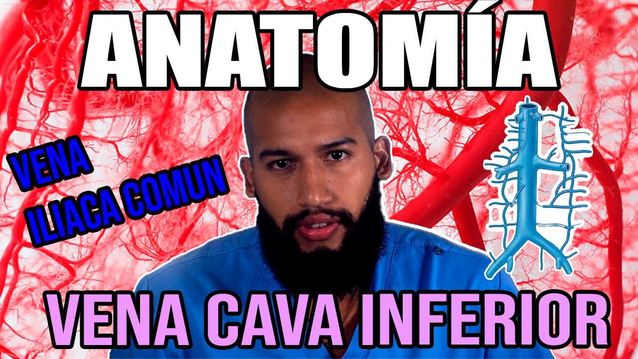 ANATOMÍA -  Vena CAVA INFERIOR e ILIACA COMÚN (Origen, Trayecto, Relaciones, Afluentes)