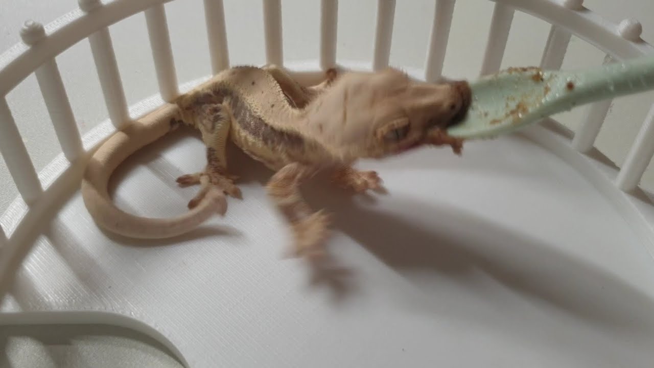 크레스티드게코 비만일까?
