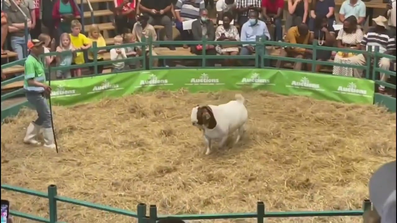 Boer Goat Ram Sold for Record NAD350,000 (23,500 USD) at Auction in Windhoek | Namibia