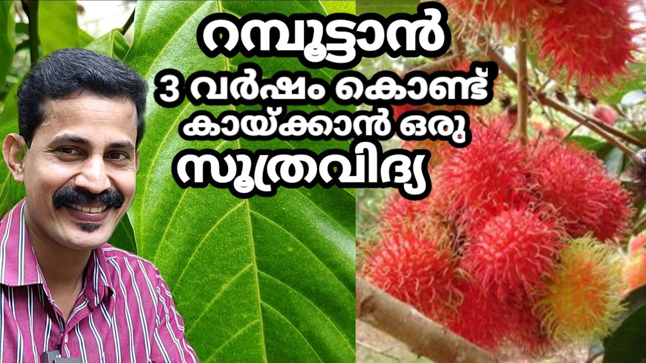 Rambutan fast growing tip/ റബൂട്ടാൻ പെട്ടന്ന് വലുതാകാൻ / മുരടിപ്പ് മാറ്റാം / Btech MIXMEDlA