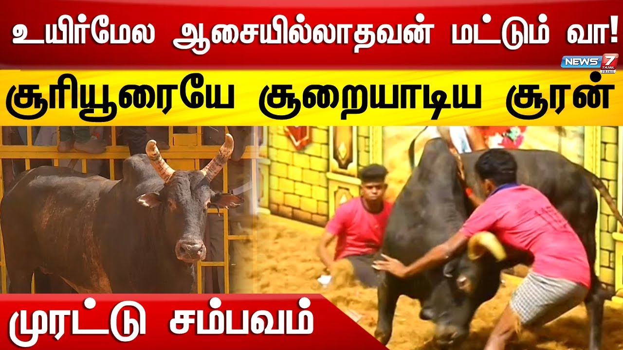 அரைமணி நேரமாக வீரர்களை கம்பி மேலயே உட்கார வைத்த காளை | Sooriyur Jallikattu | Murattu Kaalai