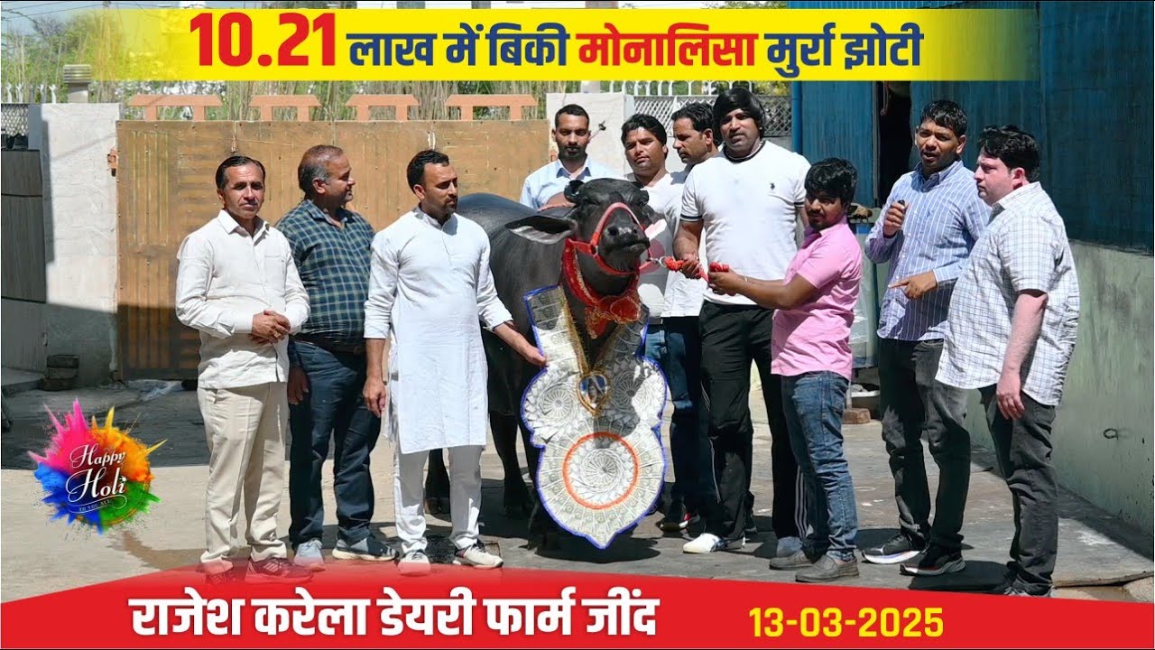 10.21 लाख में बिकी मोनालिसा मुर्रा झोटी || MONALISA JHOTI || RAJESH KARELA DAIRY FARM JIND