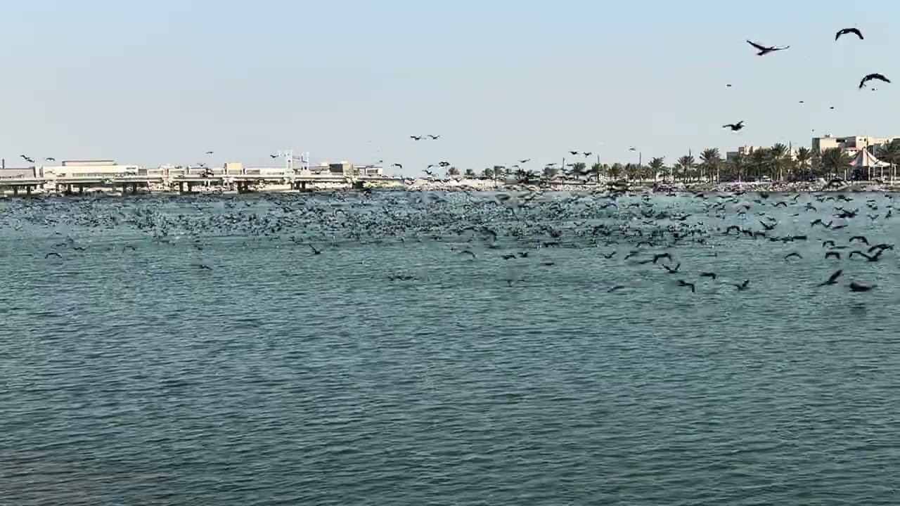 الطيور المهاجرة كورنيش القطيف