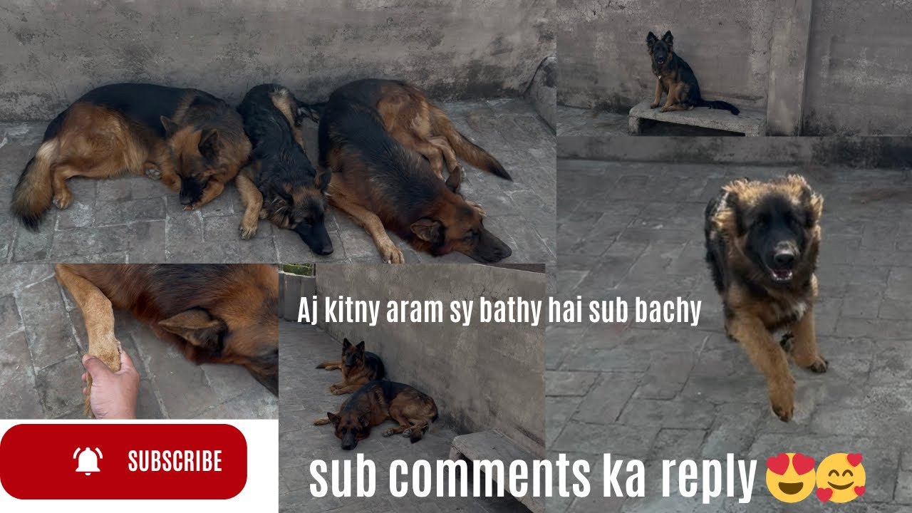 Information about dogs/ tiger ny mujy nail Mara or maxi k puppy any waly hai k nai 
