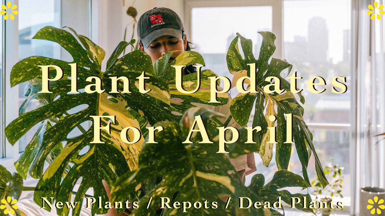 Plant Updates for April 🪴║My Grocery Store Monstera Thai Con Find 🌱👀