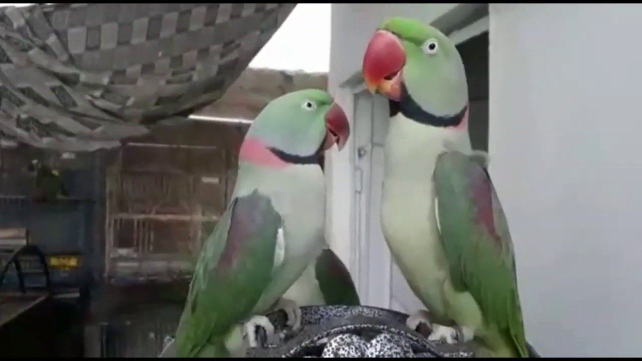My Best Three Talking Parrots Clearly say Mitto | PBI_Official
