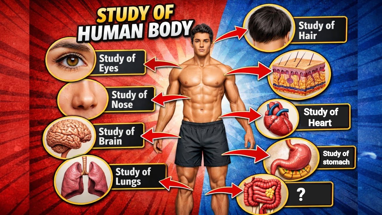 𝐇𝐮𝐦𝐚𝐧 𝐁𝐨𝐝𝐲 𝐤𝐞 𝐛𝐚𝐚𝐫𝐞 𝐦𝐞𝐢𝐧 𝐲𝐞 𝐛𝐚𝐚𝐭𝐞𝐢𝐧 𝐤𝐨𝐢 𝐧𝐚𝐡𝐢 𝐣𝐚𝐚𝐧𝐭𝐚! 😱 | 𝐒𝐭𝐮𝐝𝐲 𝐨𝐟 𝐇𝐮𝐦𝐚𝐧 𝐁𝐨𝐝𝐲