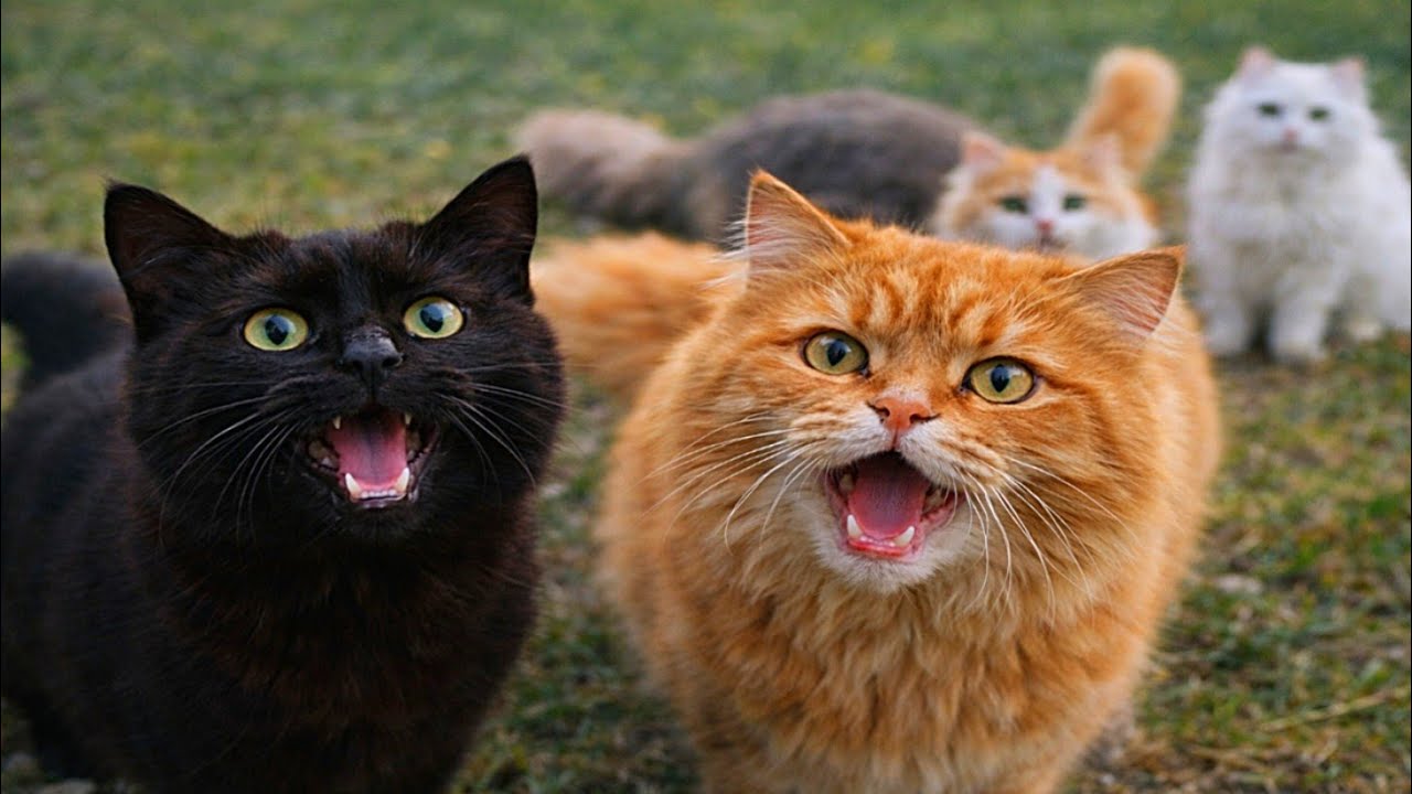 Why These Cute Cats Are Meowing So Loudly 🐱🔊