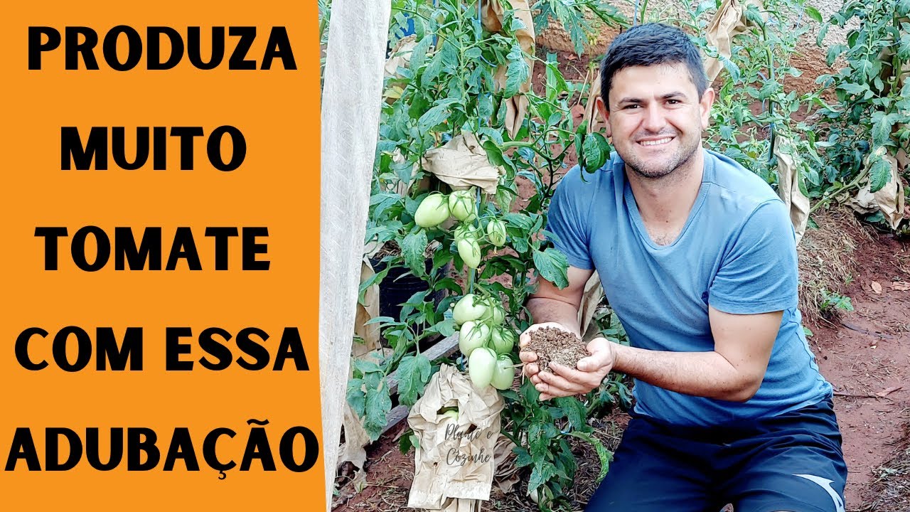 Como fazer a ADUBAÇÃO do TOMATEIRO ORGÂNICO e DICAS para PRODUZIR TOMATE  na HORTA e no VASO