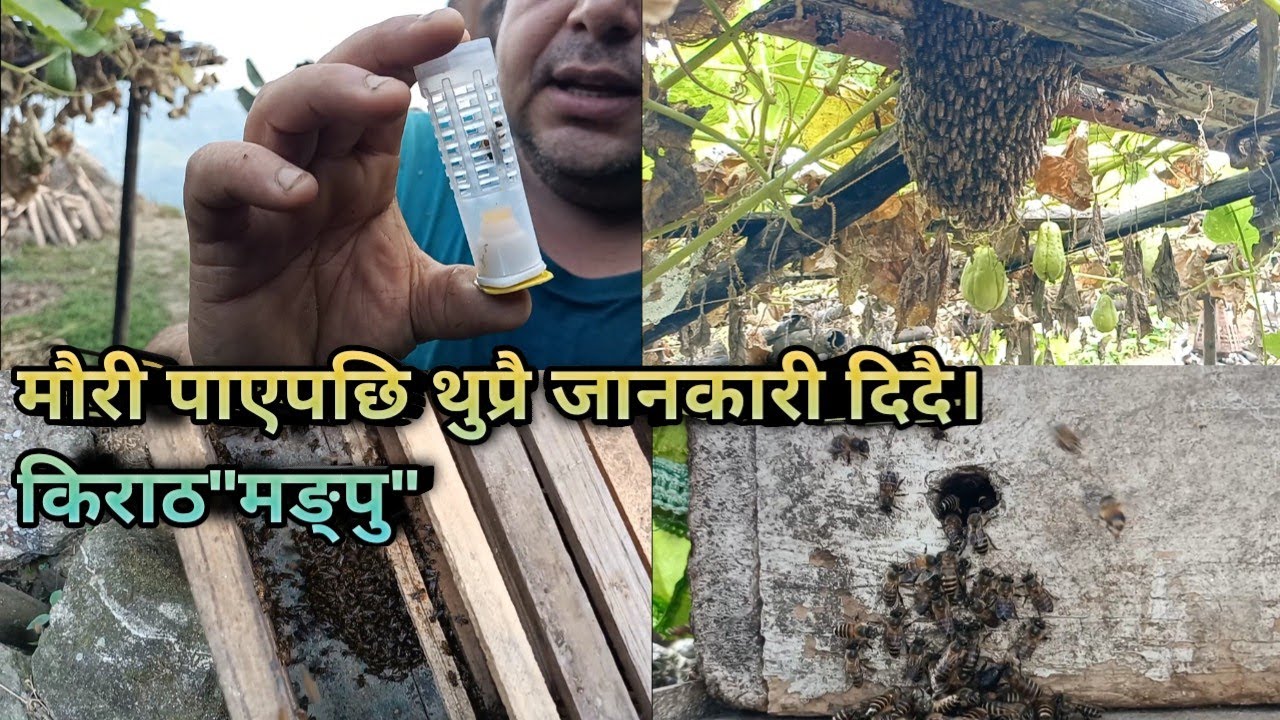 मौरी पाएपछि थुप्रै जानकारी दिदै। Kiran90s