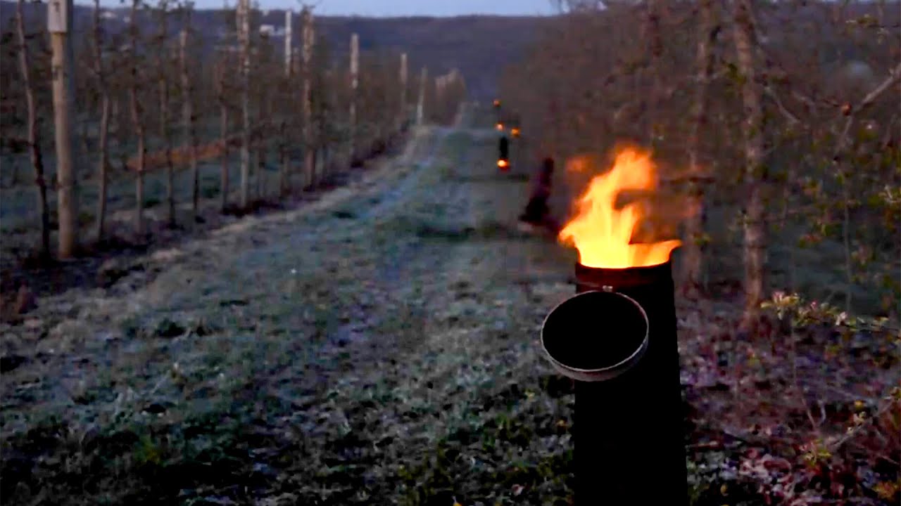 Central NY apple orchard Beak & Skiff fights off hard frost